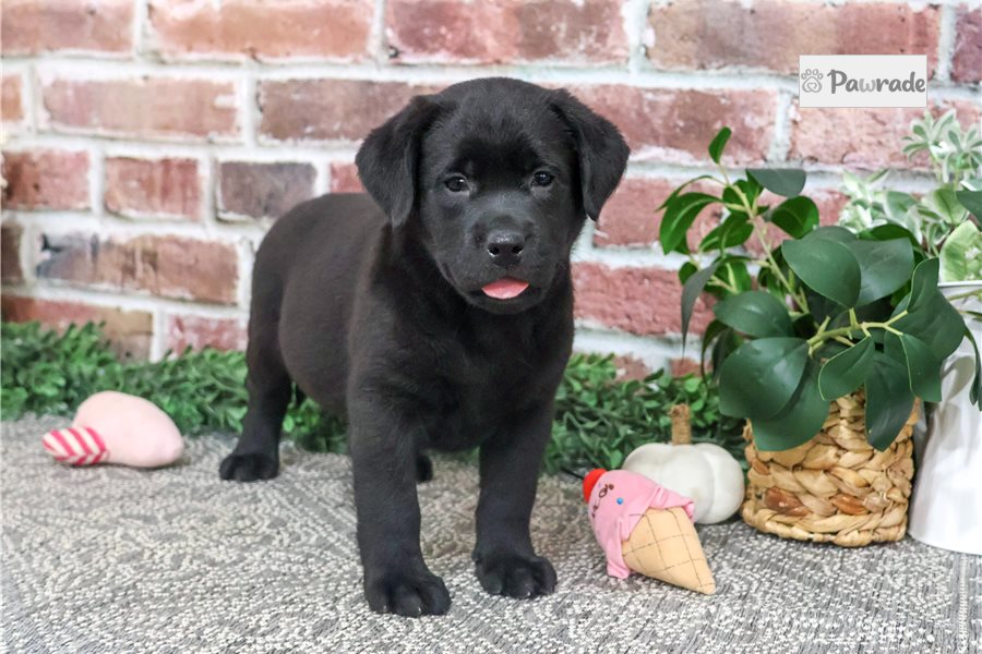 Pandora, female Labrador Retriever puppy for sale