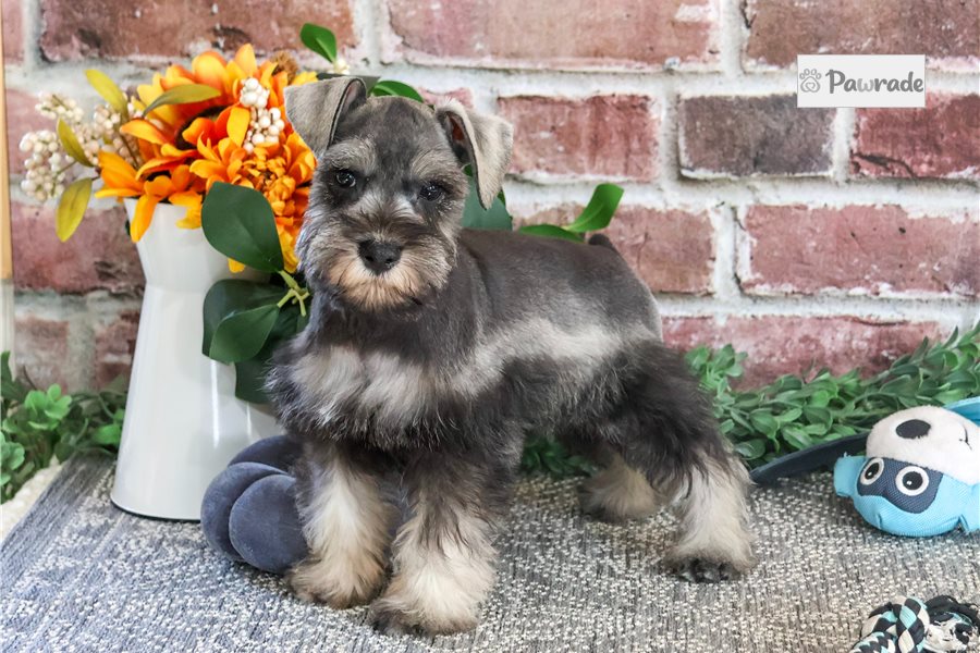 Linus - Miniature Schnauzer for sale