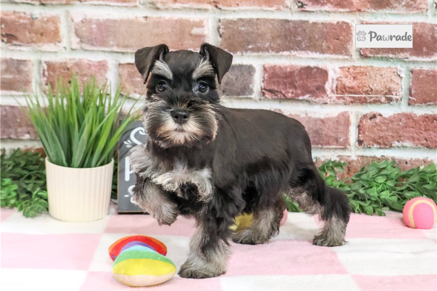 Sierra - Miniature Schnauzer for sale
