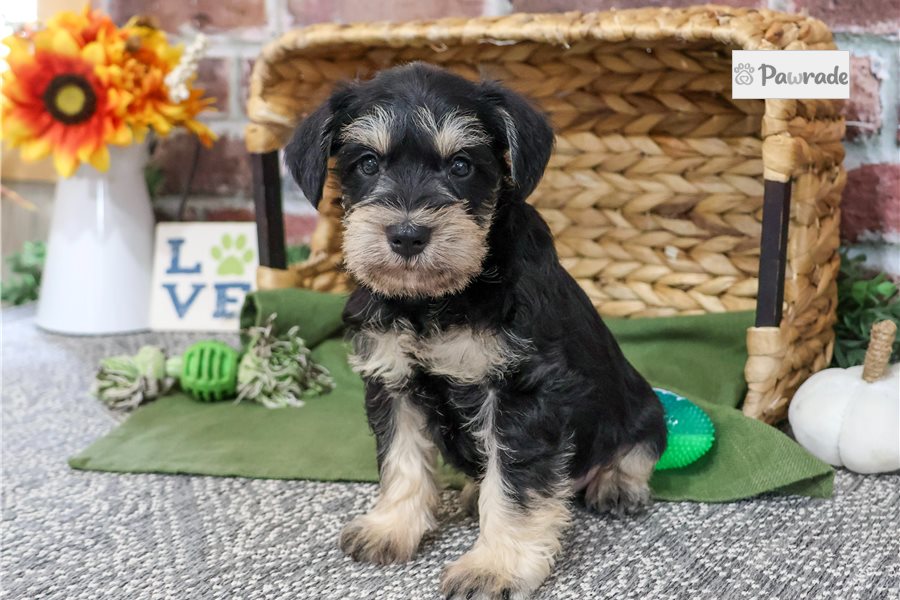 Reece - Miniature Schnauzer for sale