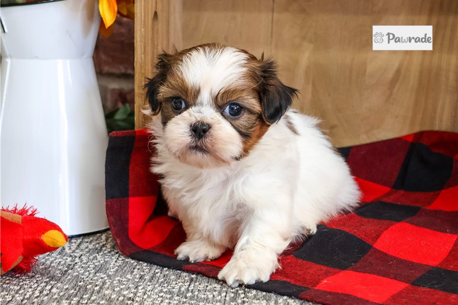 Orion, male Shih Tzu puppy for sale