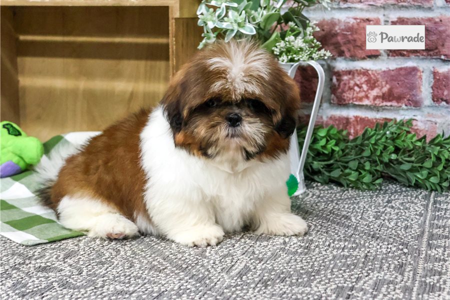Ollie - Shih Tzu for sale