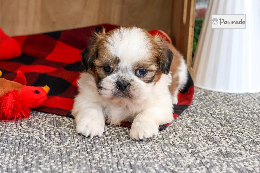 Owen - Shih Tzu for sale