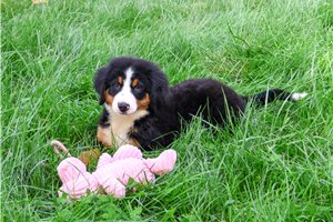 Cibola - Bernese Mountain Dog, placed in South Bend / Michiana