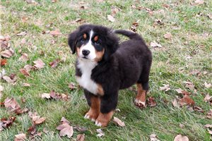 Summit - Bernese Mountain Dog for sale