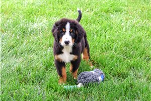 Crede - Bernese Mountain Dog, placed in South Bend / Michiana