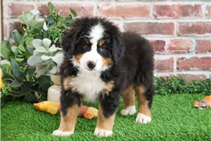 Nedd - puppy for sale