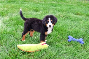 Crawford - Bernese Mountain Dog for sale