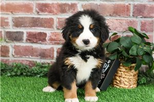 Mocha - puppy for sale