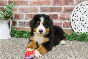Cibola - Bernese Mountain Dog for sale