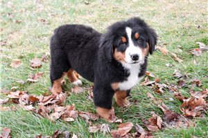 Scout - Bernese Mountain Dog for sale