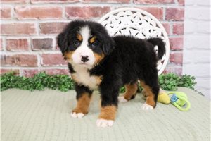 Crawford - Bernese Mountain Dog for sale