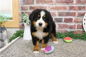 Christine - Bernese Mountain Dog for sale