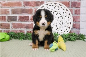 Cici - Bernese Mountain Dog for sale