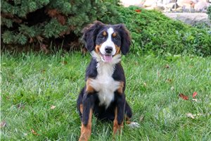 Christine - Bernese Mountain Dog for sale