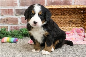 Candice - Bernese Mountain Dog for sale