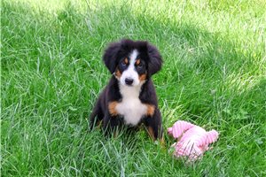Christine - Bernese Mountain Dog for sale