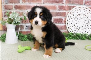 Cowboy - Bernese Mountain Dog for sale