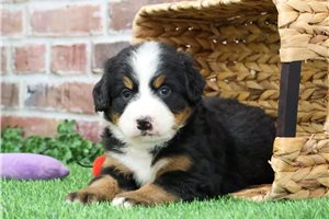 Olive - puppy for sale