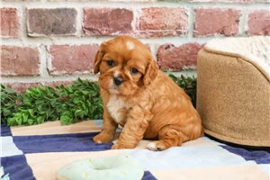 Kaiden - puppy for sale