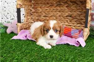 Brynlee - puppy for sale