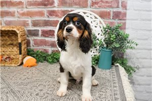 Braxton - Cavalier King Charles Spaniel for sale