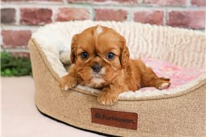 Koda - Cavalier King Charles Spaniel for sale