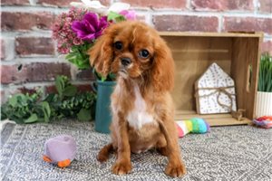 Koda - Cavalier King Charles Spaniel for sale