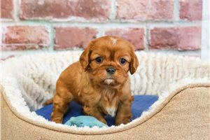 Kermit - puppy for sale