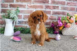 Katniss - Cavalier King Charles Spaniel for sale
