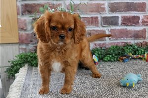 Kermit - Cavalier King Charles Spaniel for sale