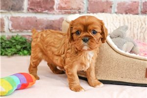 Katniss - puppy for sale