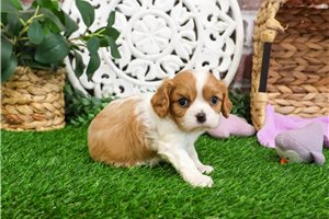 Blair - puppy for sale