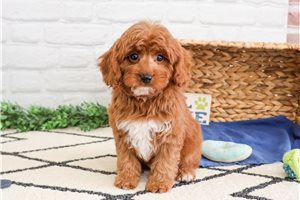 Kairo - Cavapoo for sale