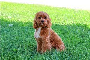 Kujo - Cavapoo for sale