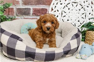 Indigo - Cavapoo for sale