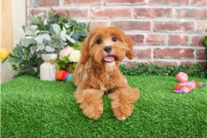 Gabby - Cavapoo for sale