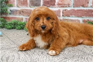 Kujo - Cavapoo for sale