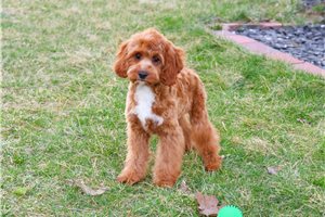 Kane - Cavapoo for sale