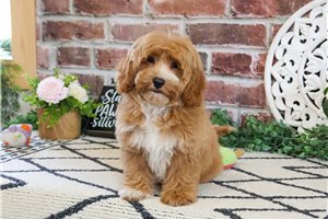 Vanilla - Cavapoo for sale