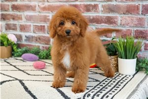 Magenta - Cavapoo for sale