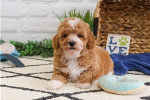 Caramel - puppy for sale