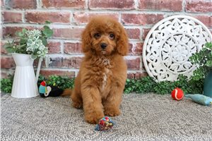Muffin - Cavapoo for sale