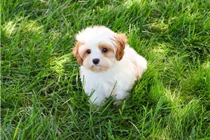 Princess - Cavapoo for sale