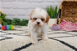 Princess - Cavapoo for sale