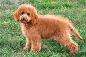 Ruby - Cavapoo for sale