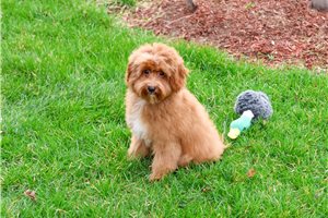 Miles - Cavapoo for sale