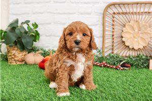 Griffin - puppy for sale