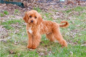 Kosmo - Cavapoo for sale