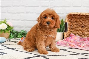 Love - Cavapoo for sale
